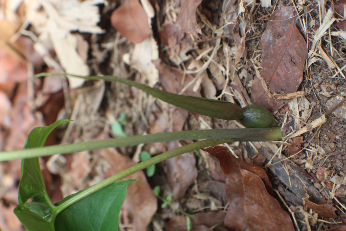 Typhonium trilobatum (L.) Schott